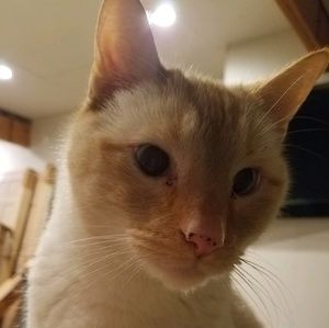 Meet your Posher, Shelby